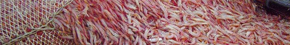 A photograph of a fishing net filled with argentine langostino.
