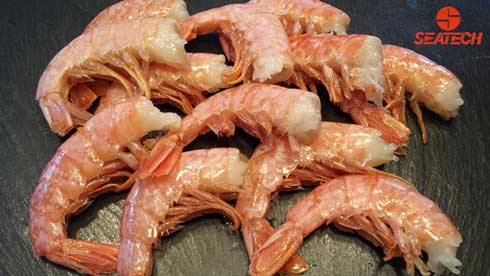 A photograph of headless shell on Argentine langostino (HLSO).