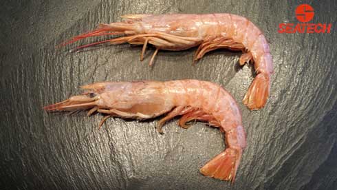 A photograph of Argentine langostino size L1 wole head on in a 2 kg carton (HOSO).